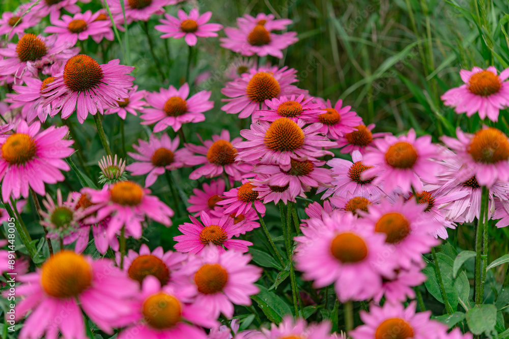 field of pink flowers field of pink flowers