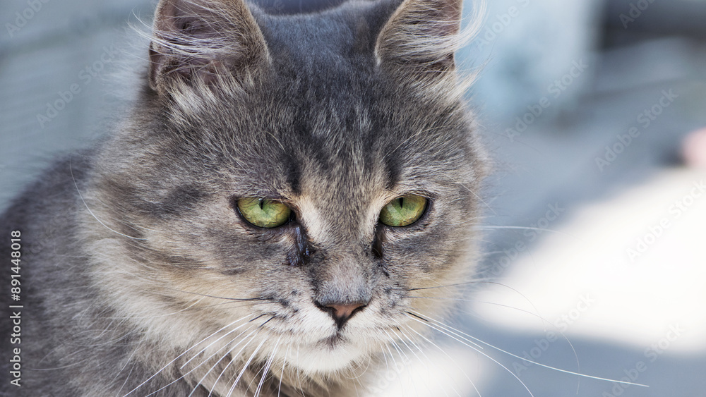 beautiful fluffy kitten. Tabby gray cat outdoors. beautiful kitten, grey cat. a homeless animal with sad eyes. portrait close-up. domestic animal. tears flow from eyes. taking care of a pet beautiful fluffy kitten. Tabby gray cat outdoors. beautiful kitten, grey cat. a homeless animal with sad eyes. portrait close-up. domestic animal. tears flow from eyes. taking care of a pet