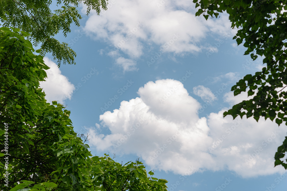 cloudy sky framed by trees in summer cloudy sky framed by trees in summer