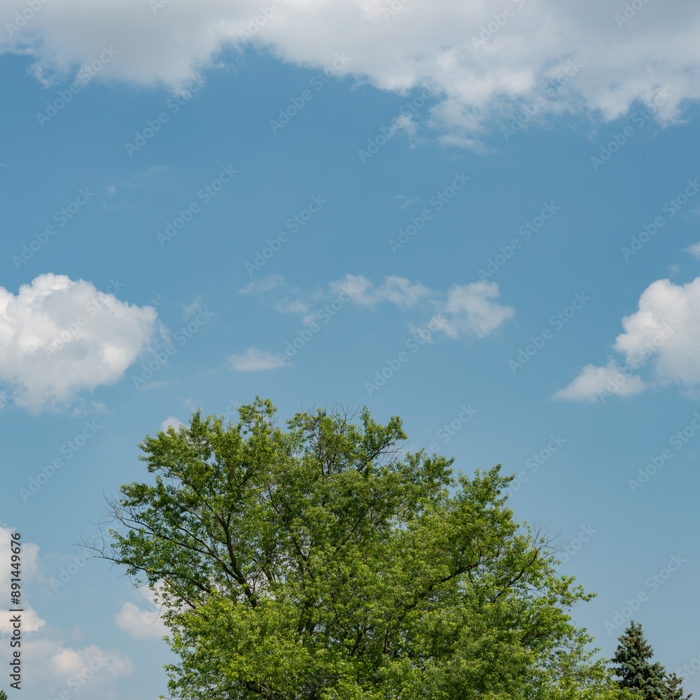 tree and sky
