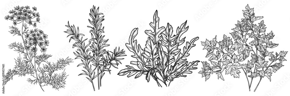 Vector set of fragrant greens in engraving style. Dill, parsley, arugula, rosemary Vector set of fragrant greens in engraving style. Dill, parsley, arugula, rosemary