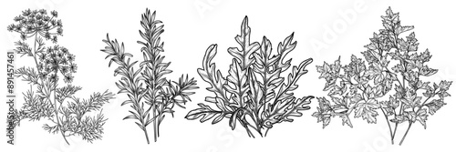 Vector set of fragrant greens in engraving style. Dill, parsley, arugula, rosemary