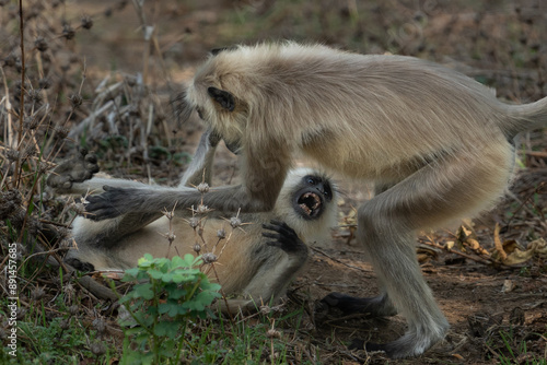 Moneky fight photo