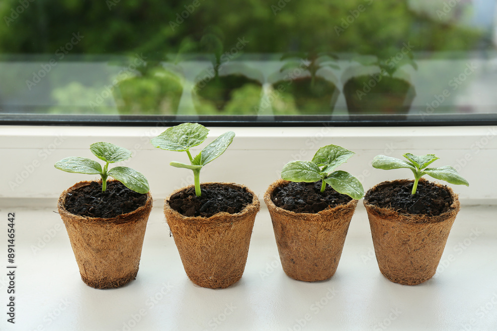 Many cucumber seedlings growing in pots on window sill Many cucumber seedlings growing in pots on window sill