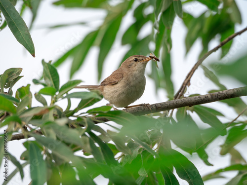 Blyth's reed warbler perching on a bush branch.