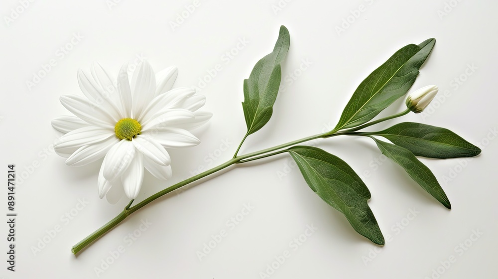 A pristine white daisy, with its stem and leaves extended, lying flat against a white background, symbolizing purity. A pristine white daisy, with its stem and leaves extended, lying flat against a white background, symbolizing purity.
