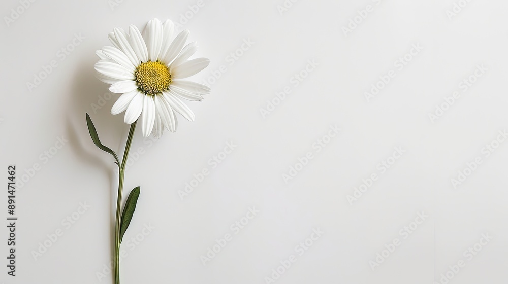Flat lay of a beautiful white daisy, with its stem and leaves spread out on a white background, showcasing its simplicity. Flat lay of a beautiful white daisy, with its stem and leaves spread out on a white background, showcasing its simplicity.