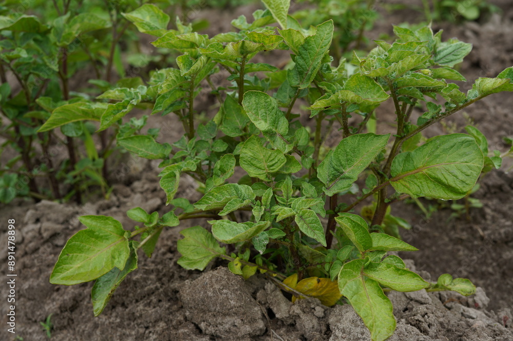 potato plantation, young potatoes, vegetable garden, farming, potato field, greenery, vegetable cultivation, countryside, garden crops, agriculture, potato planting, spring garden, potato rows, organi potato plantation, young potatoes, vegetable garden, farming, potato field, greenery, vegetable cultivation, countryside, garden crops, agriculture, potato planting, spring garden, potato rows, organi