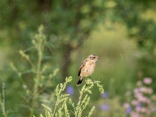 Whinchat perching on a bush branch photo