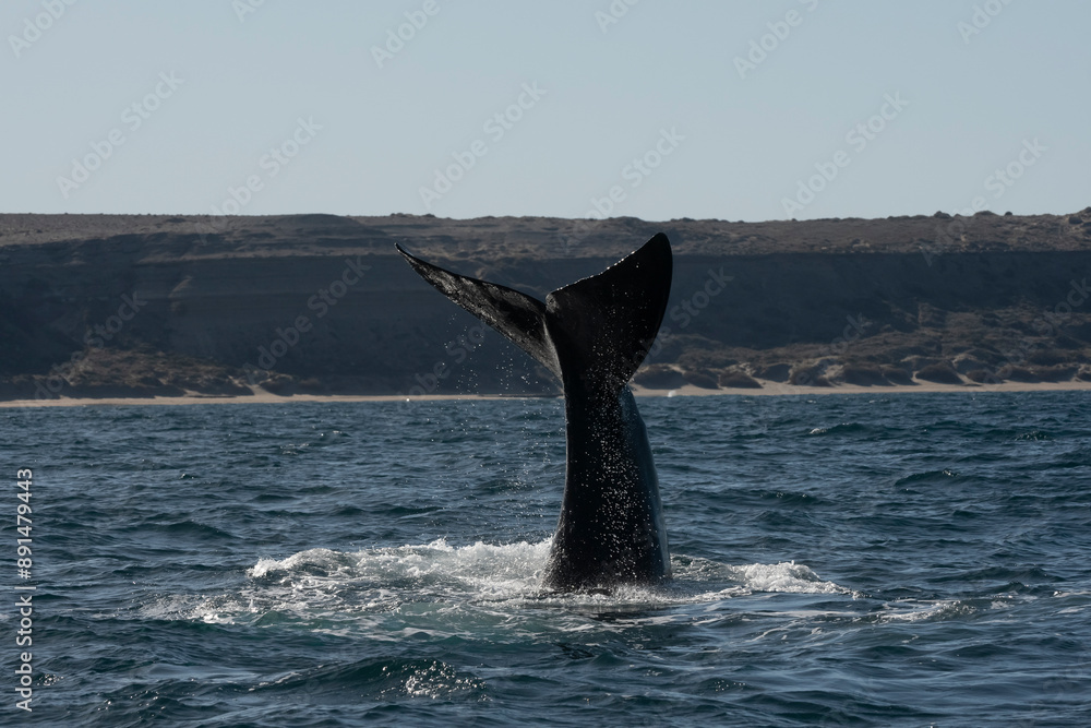 Fototapeta premium Sohutern right whale tail,Peninsula Valdes, Chubut, Patagonia,Argentina