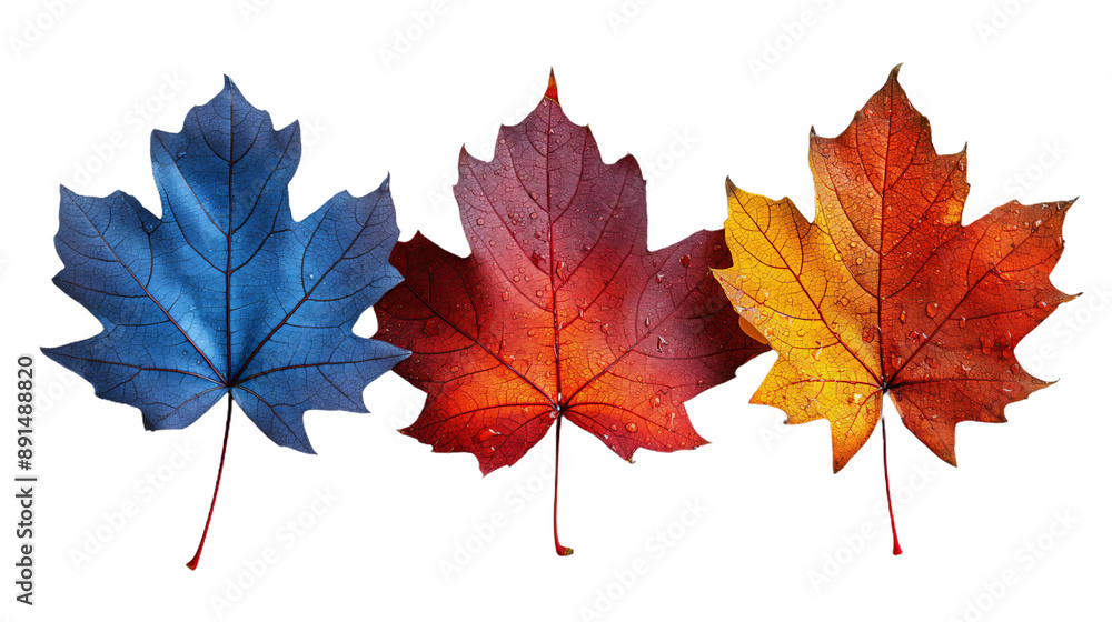 Set with fall and autumn maple orange, red and blue leaves isolated on white background. autumn season concept for Thanksgiving or Halloween concept Set with fall and autumn maple orange, red and blue leaves isolated on white background. autumn season concept for Thanksgiving or Halloween concept