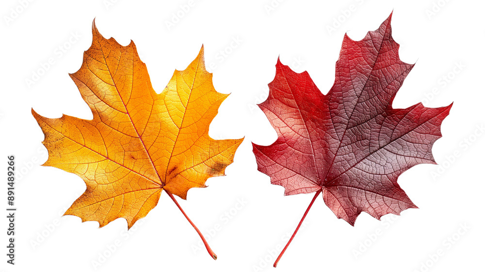 Array of autumn maple leaves in striking orange and deep burgundy tones, presented isolated on a white background. Symbolizing the beauty of fall, this collection is a fitting choice for Thanksgiving Array of autumn maple leaves in striking orange and deep burgundy tones, presented isolated on a white background. Symbolizing the beauty of fall, this collection is a fitting choice for Thanksgiving