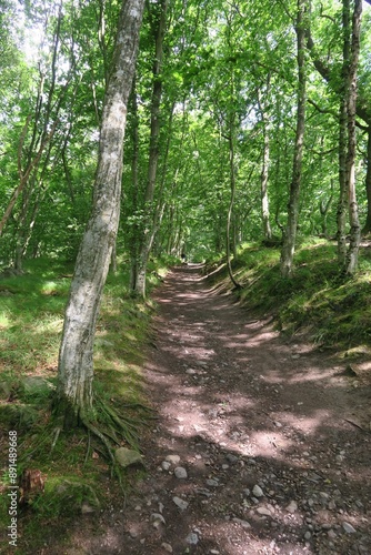 Wallpaper Mural Ansteigender Wanderweg vom Besucherzentrum Naturum im Nationalpark Stenshuvud zu den Bergkuppen Norra und Södra Huvudet in der Provinz Skane in Schweden.    Torontodigital.ca