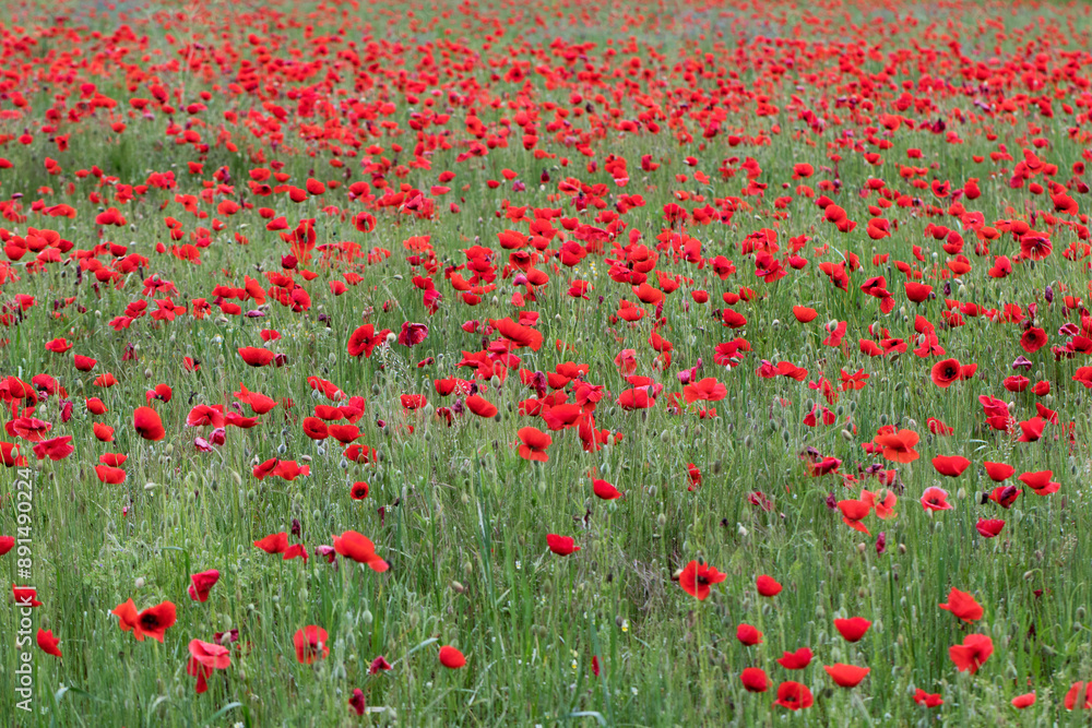 Fototapeta premium champ de coquelicots