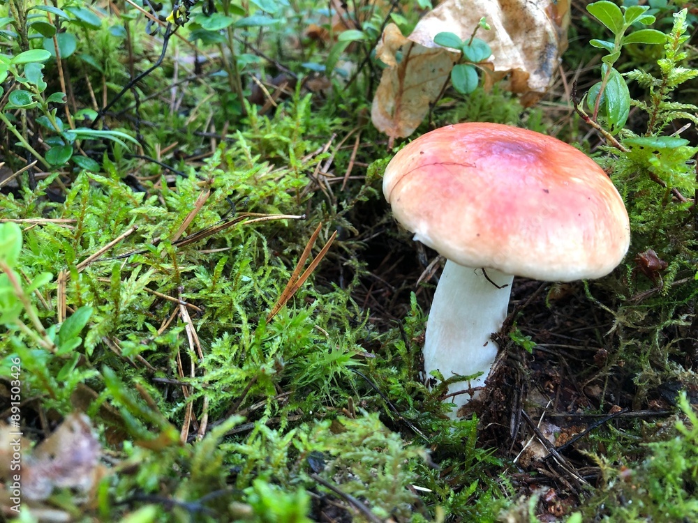 mushroom in the forest, russula mushroom mushroom in the forest, russula mushroom