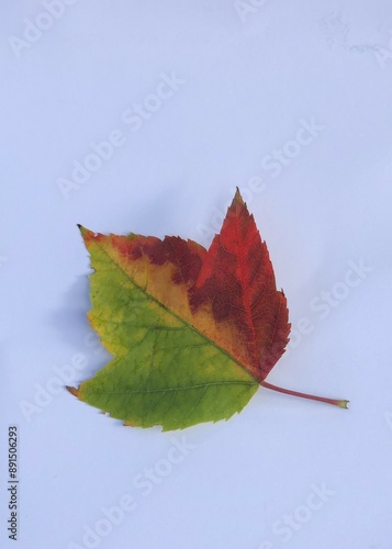 red maple leaf