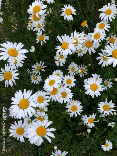 daisies in the garden