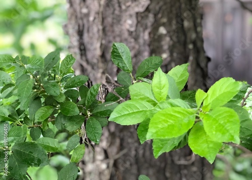 green leaves on a branch