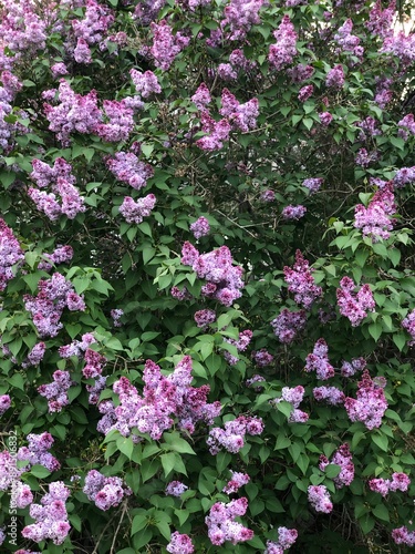 pink flowers in the garden