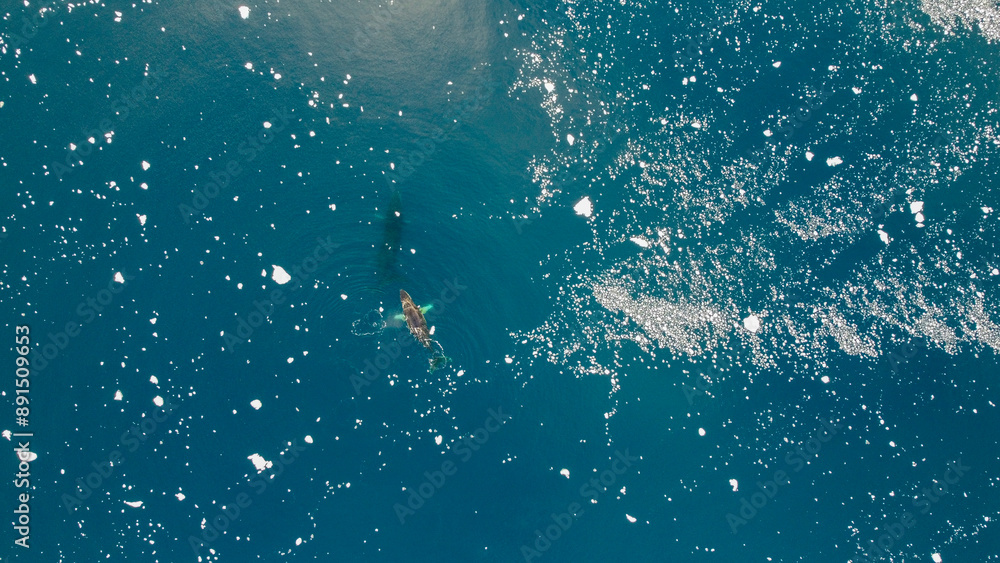 Fototapeta premium Aerial view of humpback whales diving in the ocean with blue water. Southern Ocean, Antarctica