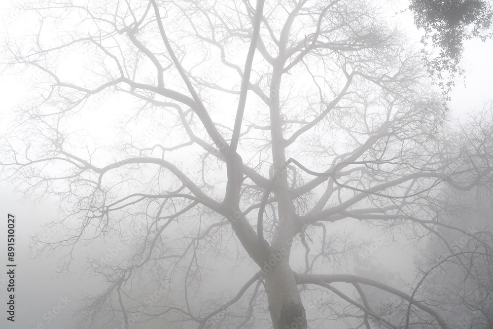 Misty Forest with Tall Pine Trees and Dense Fog