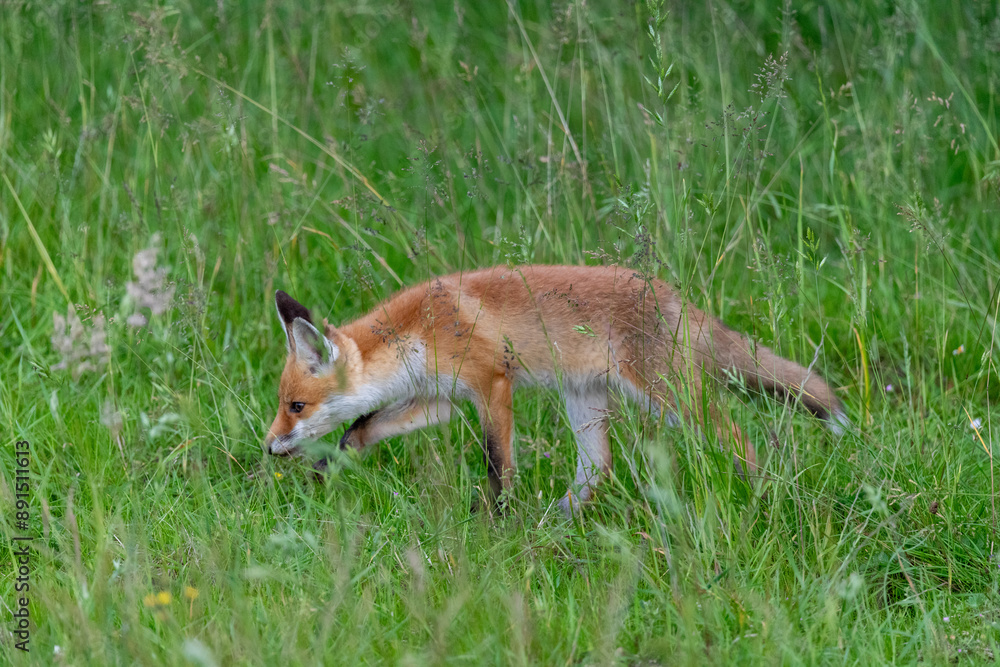 Junger Fuchs, Welpe auf den Sundischen Wiesen. Junger Fuchs, Welpe auf den Sundischen Wiesen.