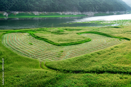 The beautiful green field on summer.
 photo