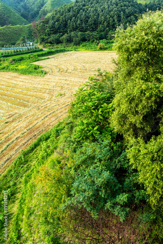 The beautiful green field on summer.
 photo