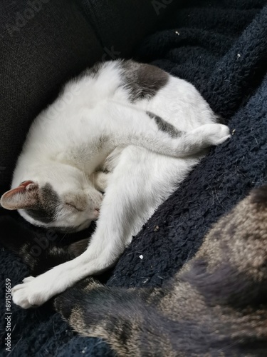 funny sleeping cat positions