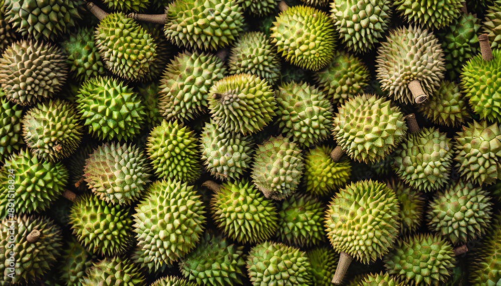 Fresh durian fruit at the market in large quantities. Background texture of durians. King of fruit Fresh durian fruit at the market in large quantities. Background texture of durians. King of fruit