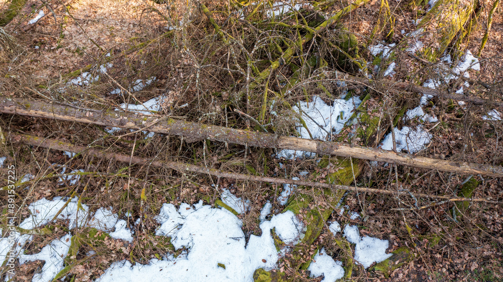 Partle declined broken oak tress in spring Partle declined broken oak tress in spring
