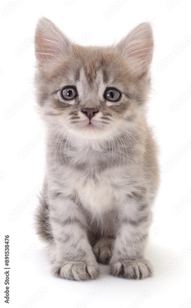 Kitten on white background. Kitten on white background.