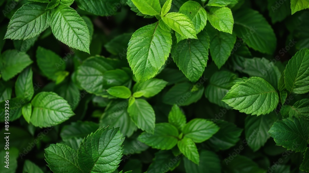 Lush Green Leaves - Closeup of Vibrant Foliage, Natural Texture, Organic Background Lush Green Leaves - Closeup of Vibrant Foliage, Natural Texture, Organic Background