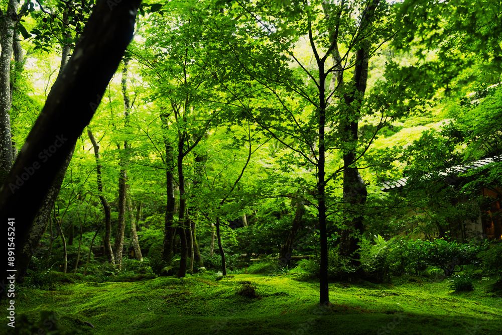 Obraz premium 京都の美しい祇王寺