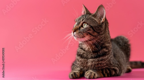 Tabby Cat on Pink Backgroun...