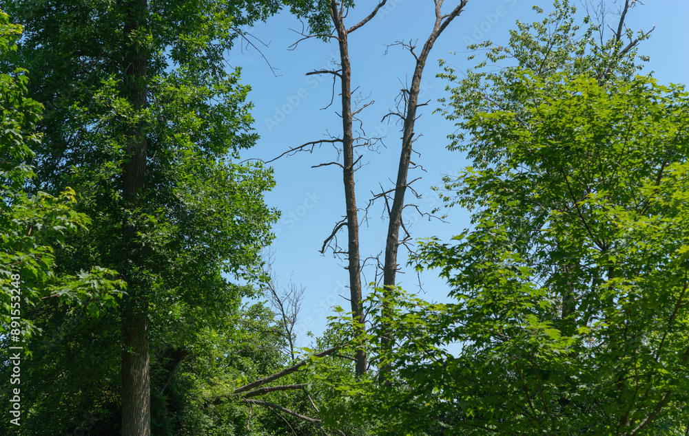 Fototapeta premium living and dead trees on a blue sky