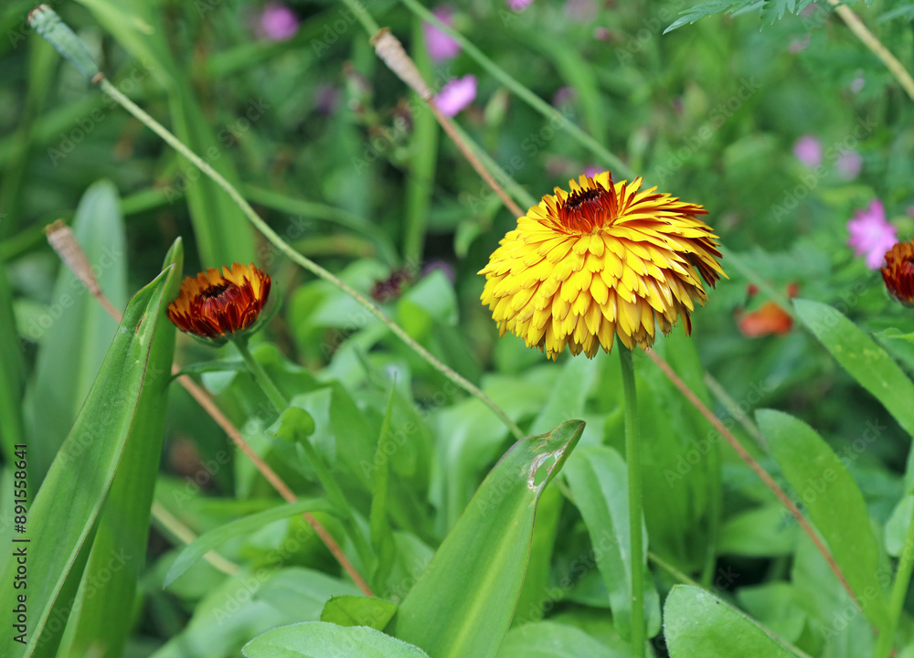 Macro image of a single Marigold bloom, Derbyshire England Macro image of a single Marigold bloom, Derbyshire England
