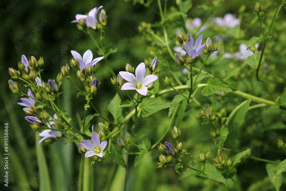 Macro image of blue Bellflowers, Derbyshire England
Macro image of blue Bellflowers, Derbyshire England