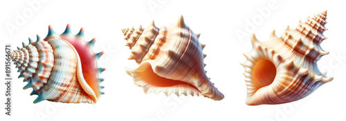 Seashell isolated on transparent background, sea organism, Shanku,, sacred chank, divine conch , zoology, decoration PNG image photo