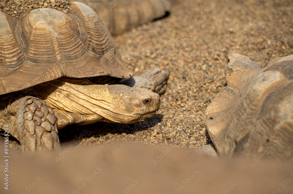 Obraz premium turtle on the ground