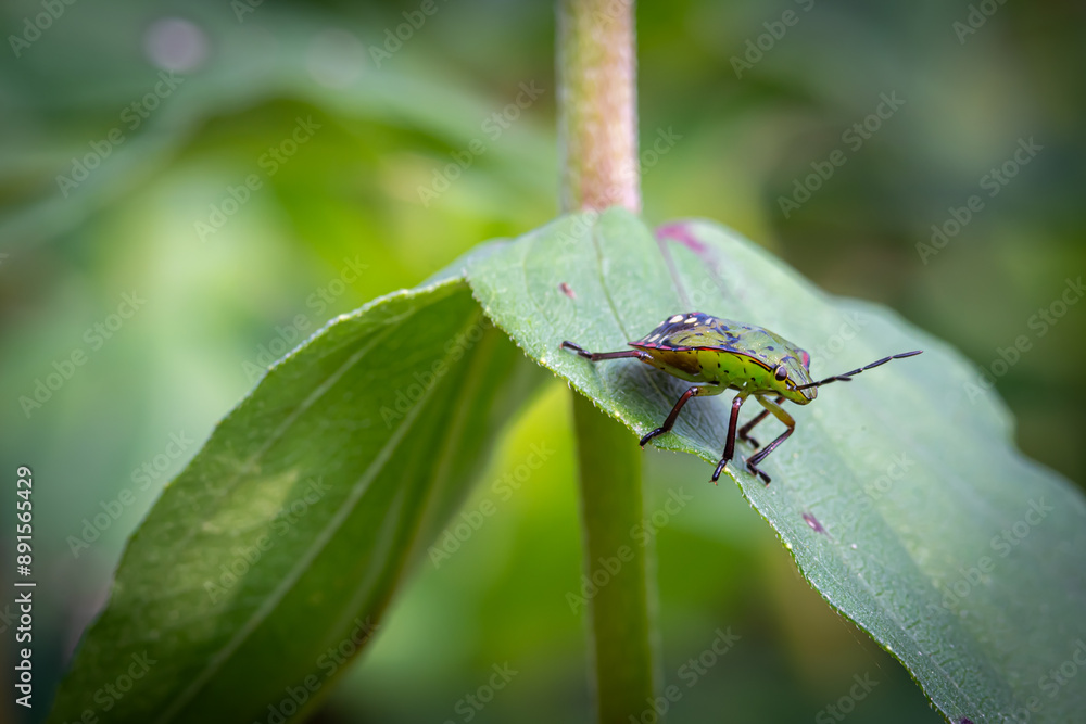 Fototapeta premium Pentatomoidea which is on green leaves