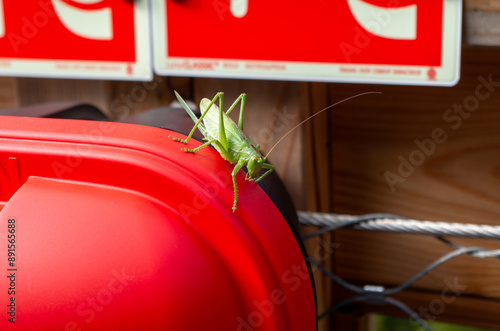 grasshoper on red fire extinguisher photo