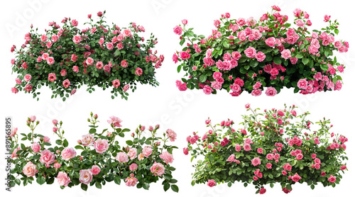 Fototapeta Naklejka Na Ścianę i Meble -  Set of beautiful pink roses with lush green leaves, cut out