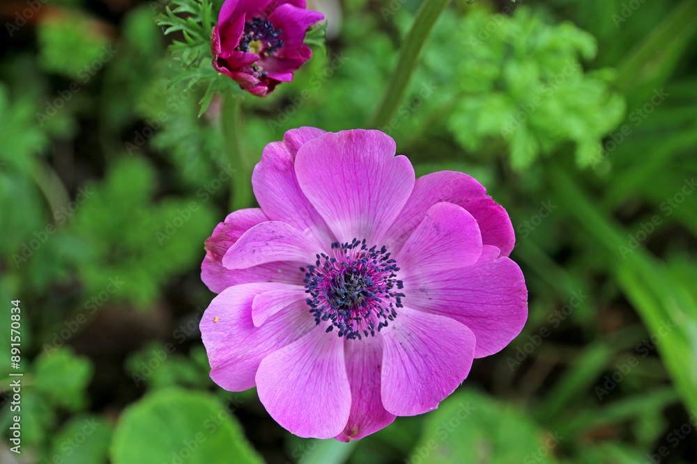 Fototapeta premium Purple Anemone flowers in Spring