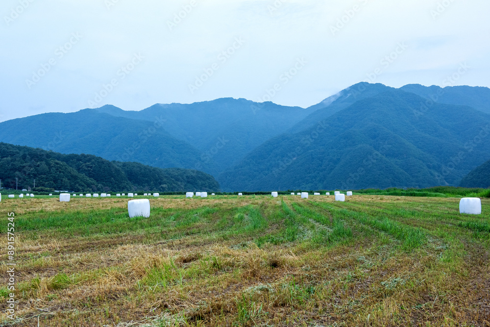 The beautiful bales ensilage wrapped in whte polyethylene in the green field. The beautiful bales ensilage wrapped in whte polyethylene in the green field.