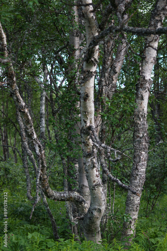 Obraz premium North of Sweden. Some pictures were taken in Norway, but it is just as nice as in northern Sweden. The air, the trees, the water, everything is absolutely stunning.