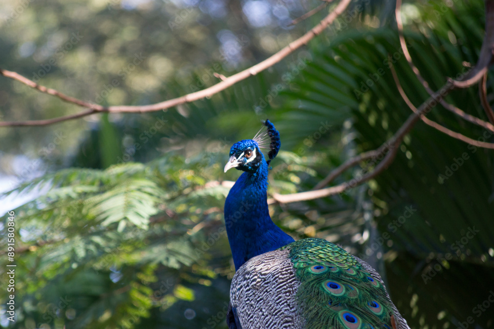 custom made wallpaper toronto digitalPeacock (Pavo cristatus) has exuberant plumage, with intense, multicolored colors and in shades of white, blue, green, gold or black.