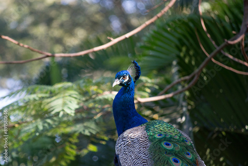 Wallpaper Mural Peacock (Pavo cristatus) has exuberant plumage, with intense, multicolored colors and in shades of white, blue, green, gold or black. Torontodigital.ca