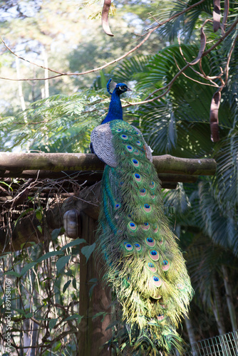Peacock (Pavo cristatus) has exuberant plumage, with intense, multicolored colors and in shades of white, blue, green, gold or black.