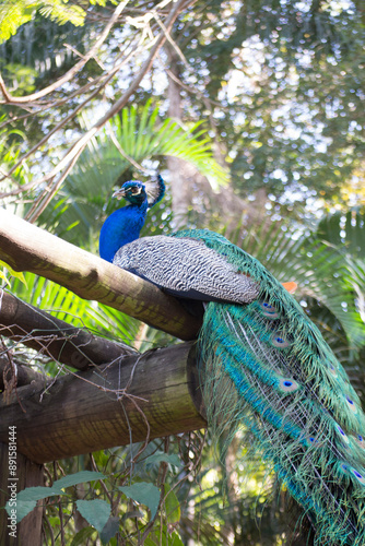 Peacock (Pavo cristatus) has exuberant plumage, with intense, multicolored colors and in shades of white, blue, green, gold or black.